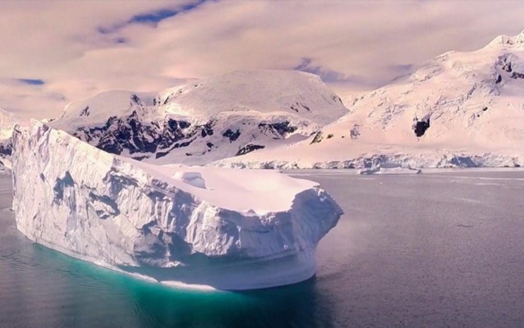 Into the Wild Majesty of Antarctic Wildlife
