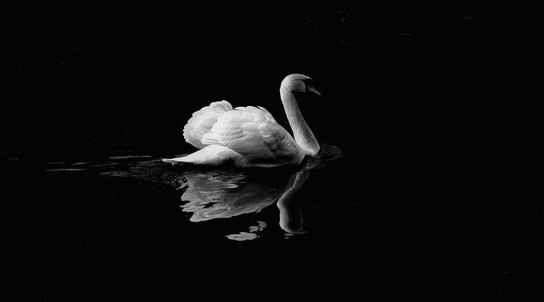 Professional Photograph of Swan